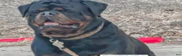 Rottweiler dogs for sale: Rottweiler 1 - Ad 10