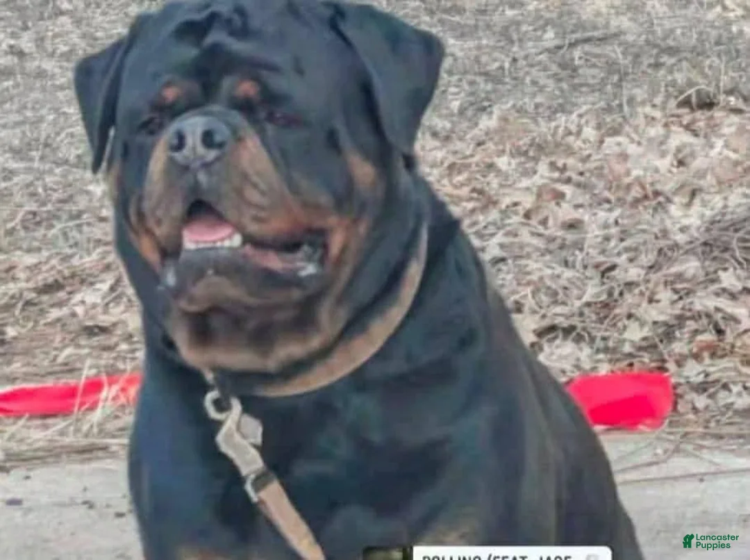 Rottweiler dogs for sale: Rottweiler 1 - Ad 10