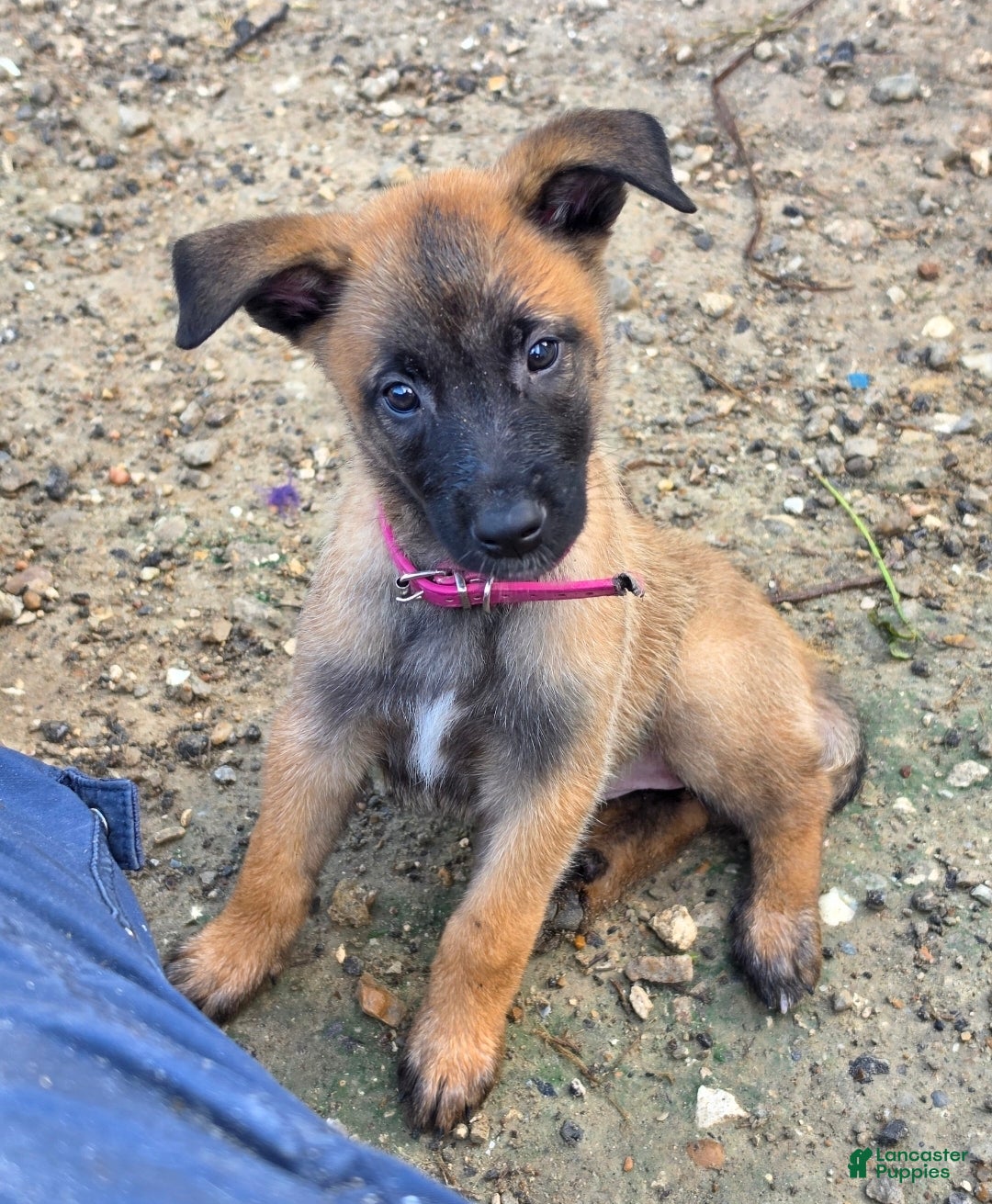 Belgian Malinois dogs Pink - Ad 41
