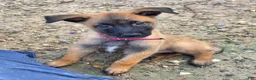 Belgian Malinois dogs for sale: Pink - Ad 1
