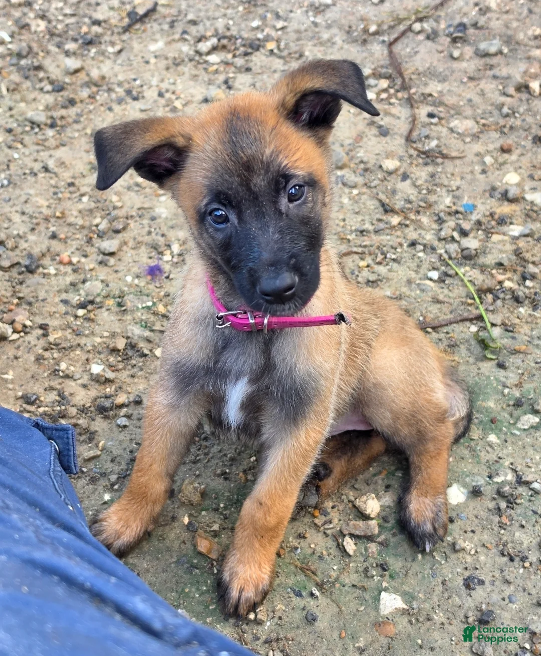 Belgian Malinois dogs for sale: Pink - Ad 1