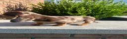 Miniature Dachshund dogs for sale: Otis - Ad 5