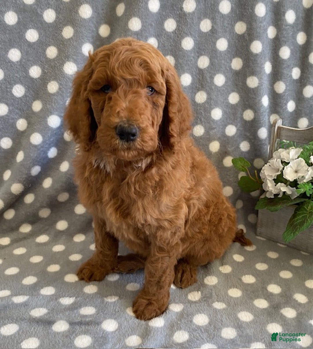 Standard Poodle dogs for sale: Jack - Ad 3