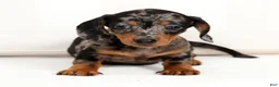 Miniature Dachshund dogs for sale: Iris - Ad 9