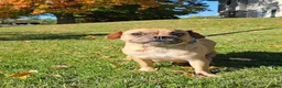 Mixed Breed dogs for sale: Capt. Jack Sparrow - Ad 8