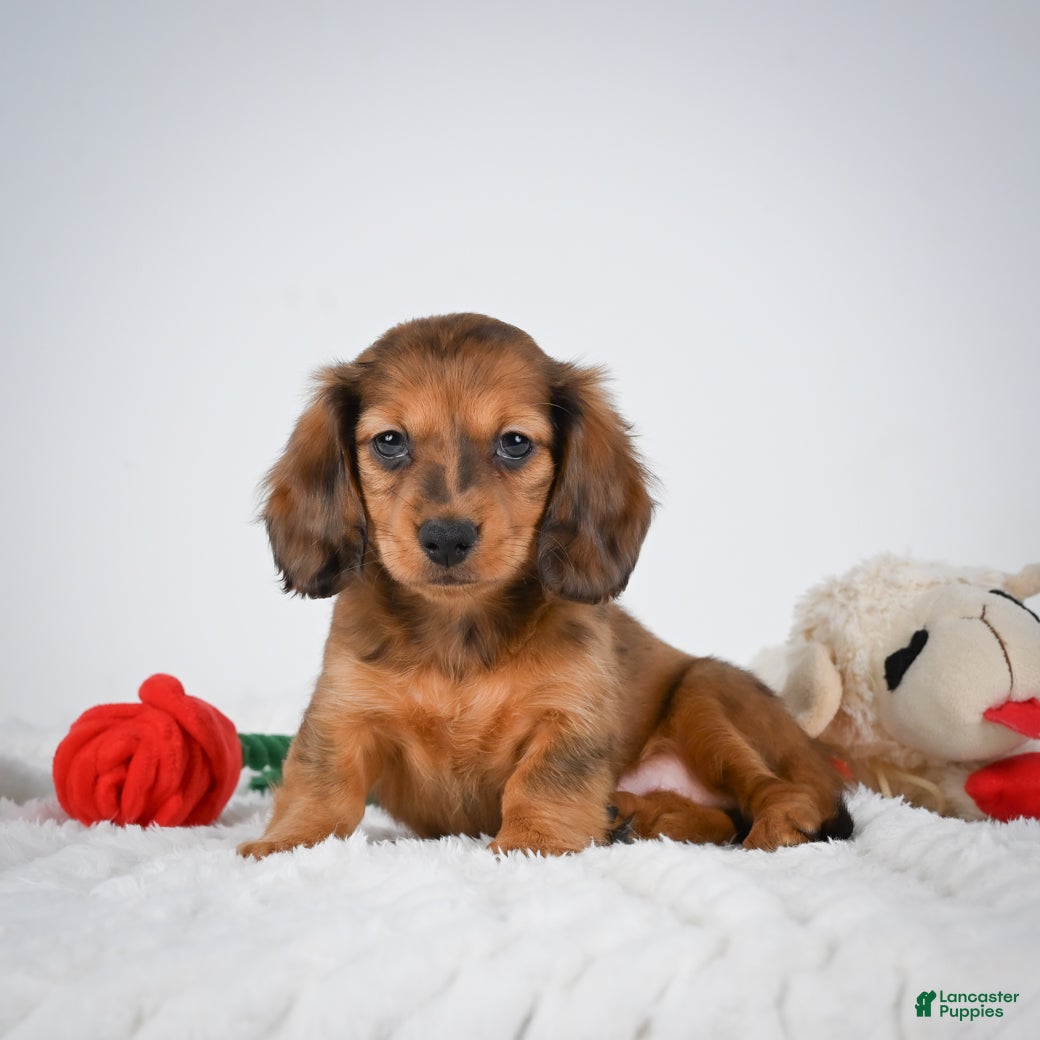 Miniature Dachshund dogs Ginger - Ad 2
