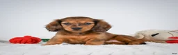 Miniature Dachshund dogs for sale: Ginger - Ad 2
