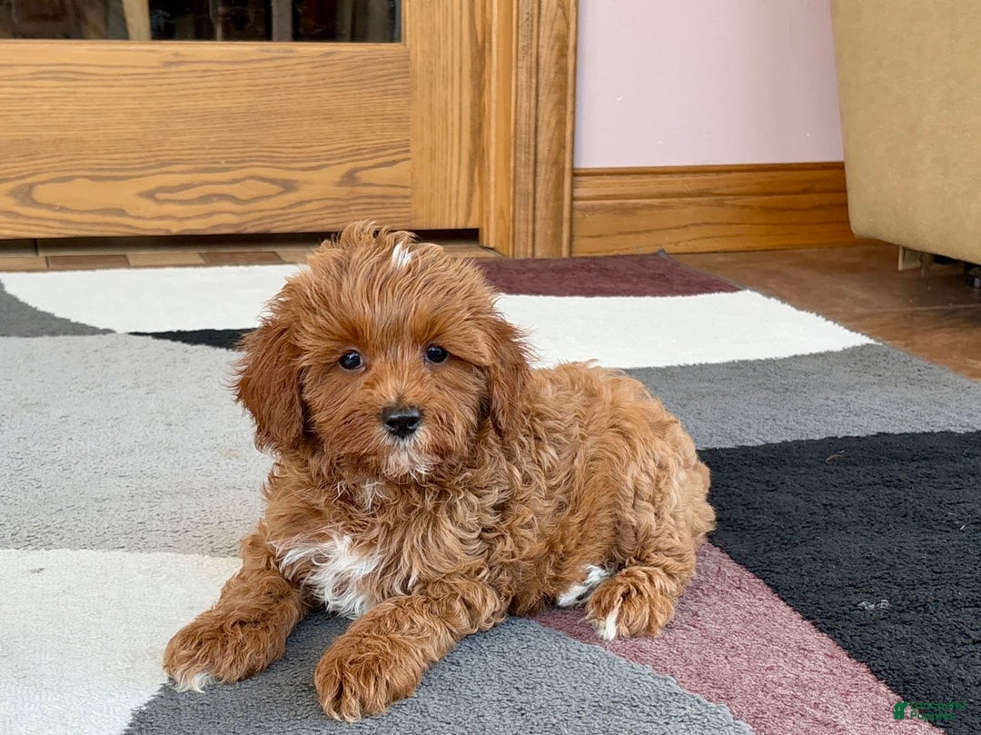Cavapoo dogs for sale: Henry - Ad 3