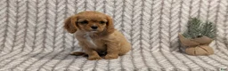 Cavalier King Charles Spaniel dogs for sale: Sienna - Ad 7