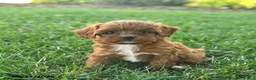 Cavapoo dogs for sale: Dusty - Ad 3