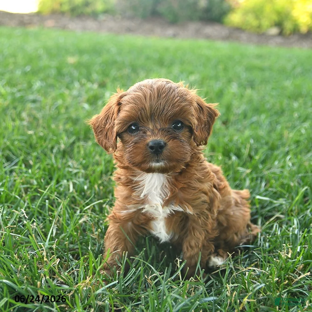 Cavapoo dogs for sale: Dusty - Ad 3