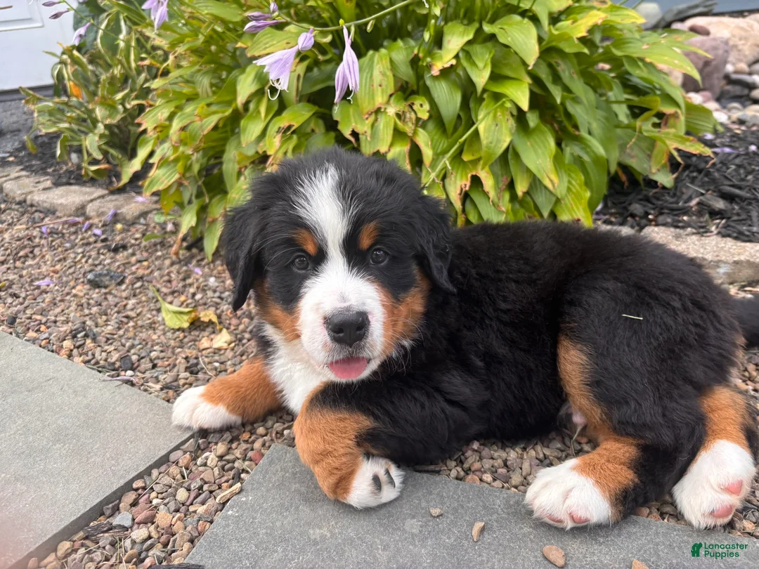 Bernese Mountain Dog dogs for sale: Oakley - Ad 2