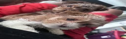 Mixed Breed dogs for sale: Pebbles  - Ad 7