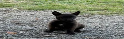 Belgian Malinois dogs for sale: Sherlock Holmes (brown) - Ad 2