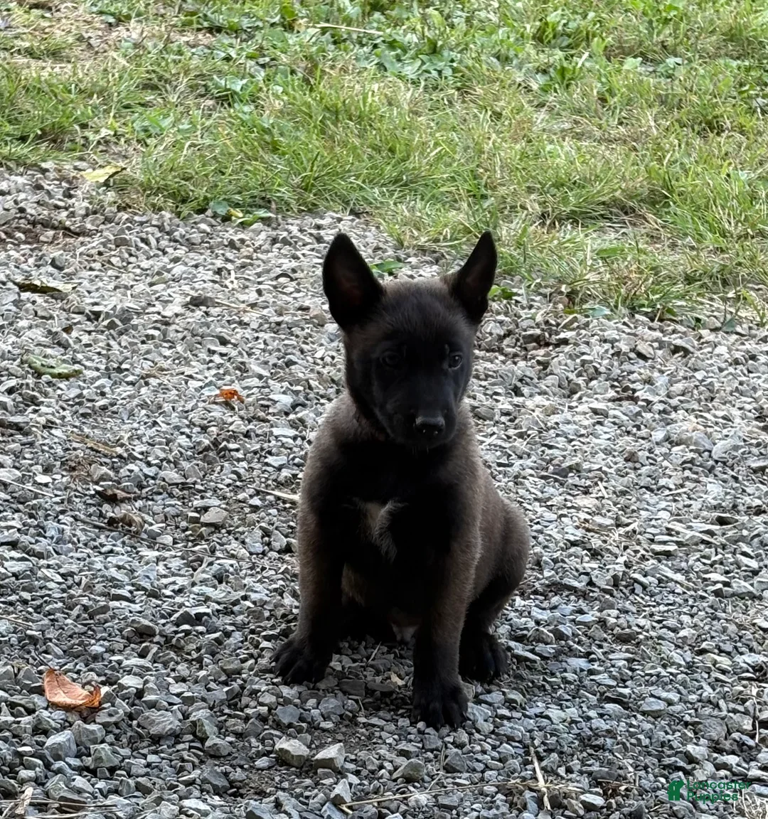 Belgian Malinois dogs for sale: Sherlock Holmes (brown) - Ad 2