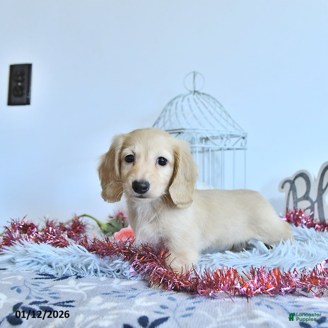 Miniature Dachshund dogs for sale: Winter - Ad 3