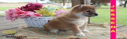 Shiba Inu dogs for sale: Jessena - Ad 3