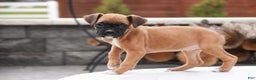Boxer dogs for sale: Ruby - Ad 8