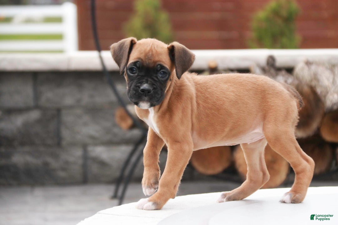 Boxer dogs for sale: Ruby - Ad 8