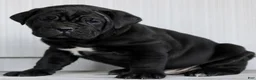 Cane Corso dogs for sale: Novak  - Ad 3