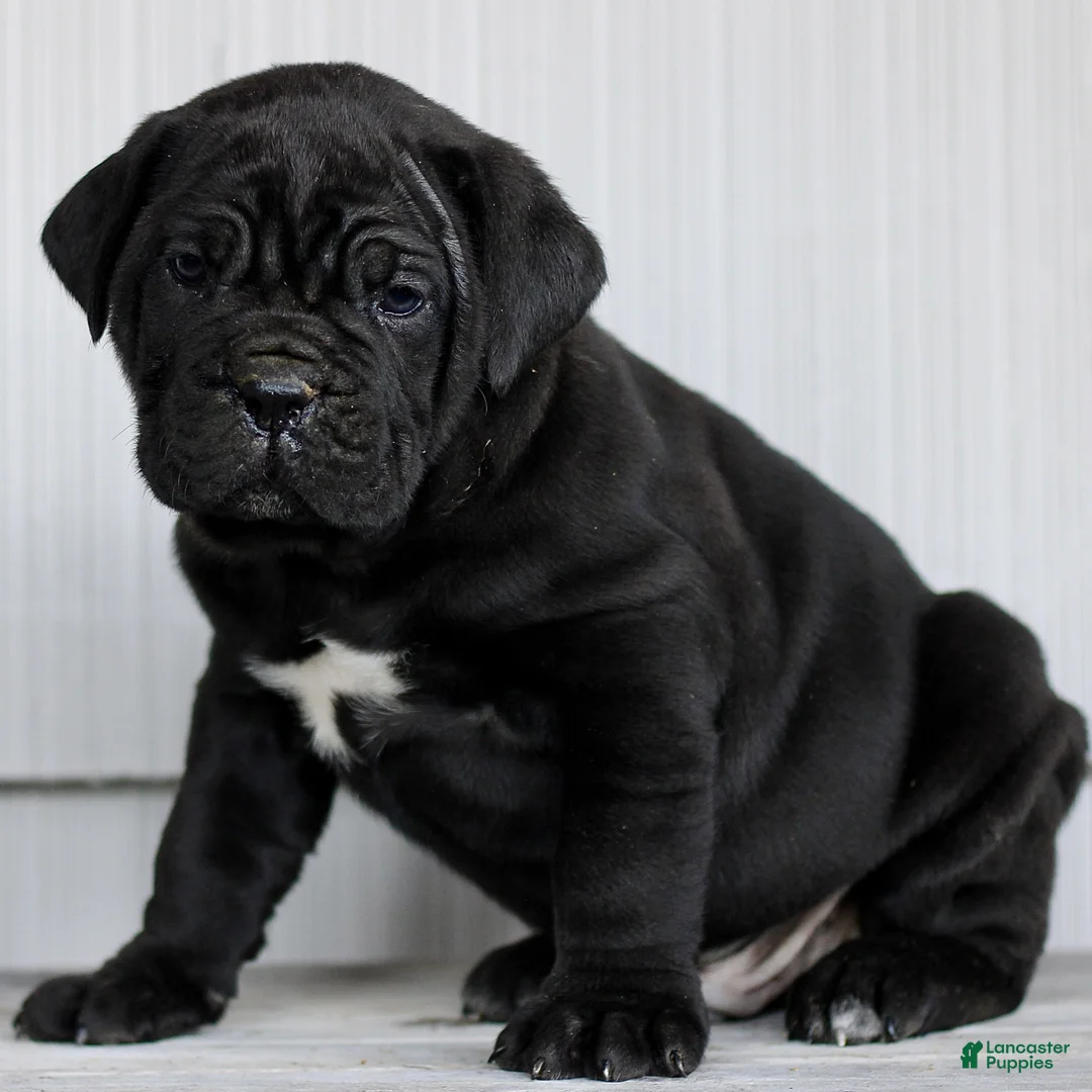Cane Corso dogs for sale: Novak  - Ad 3