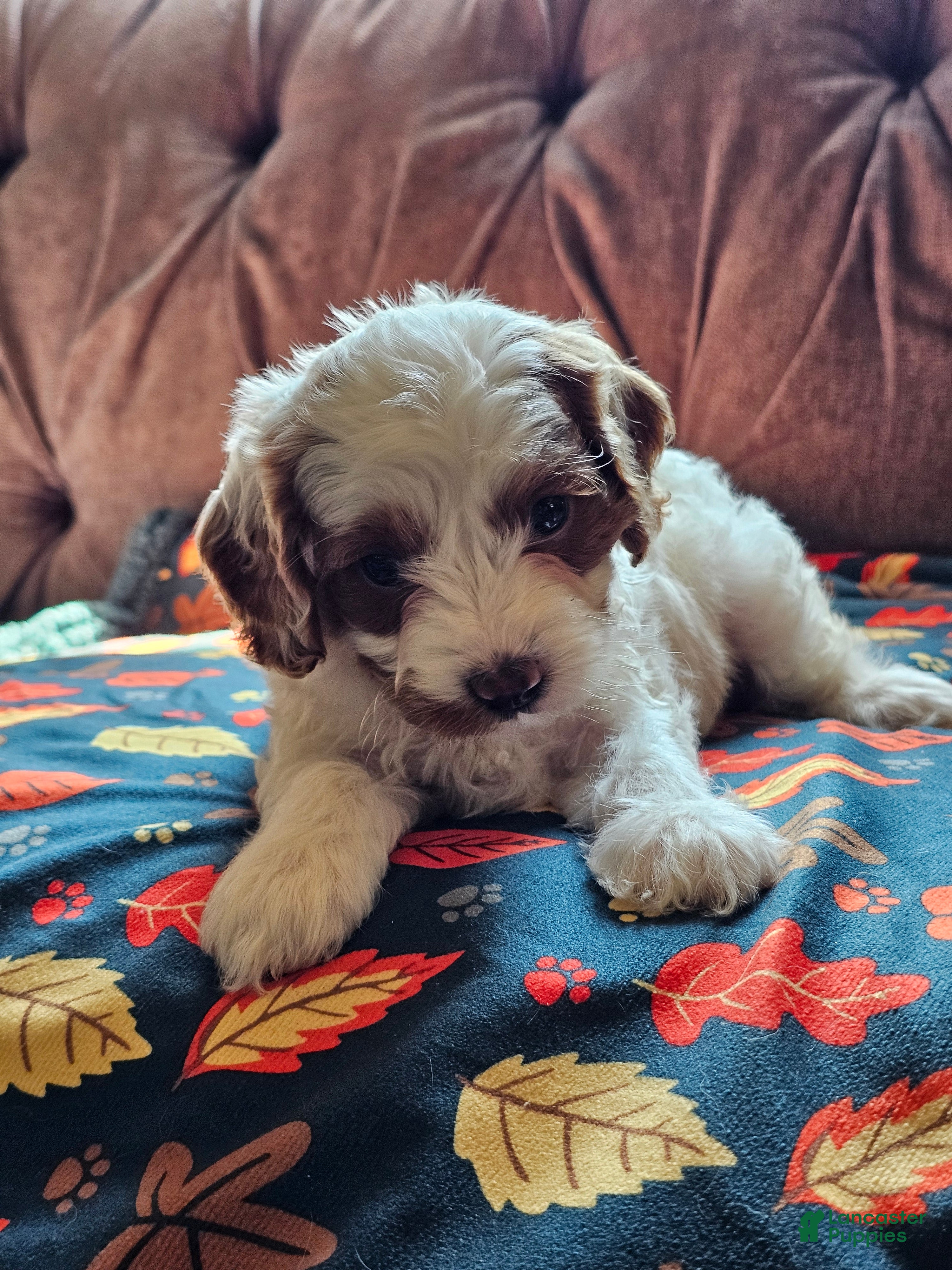 Cavapoo dogs Cavapoo 5 - Ad 1