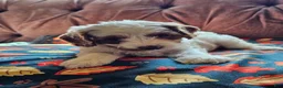 Cavapoo dogs for sale: Cavapoo 5 - Ad 1