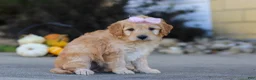 Mini Goldendoodle dogs for sale: Peaches - Ad 2