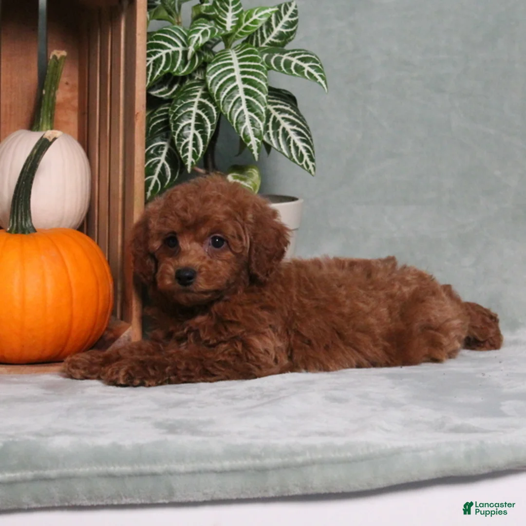 Miniature Poodle dogs for sale: Zander - Ad 2