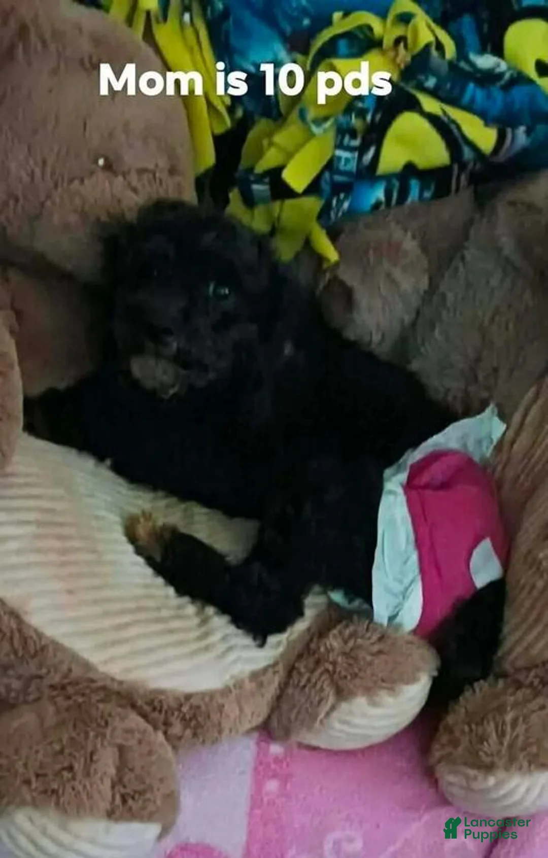Toy Poodle dogs for sale: Toy Poodle 2 - Ad 2