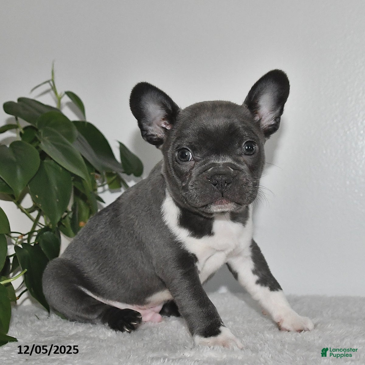 Frenchton dogs Dustin - Ad 39