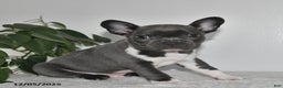 Frenchton dogs for sale: Dustin - Ad 1