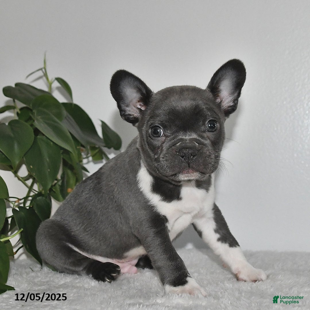 Frenchton dogs for sale: Dustin - Ad 1