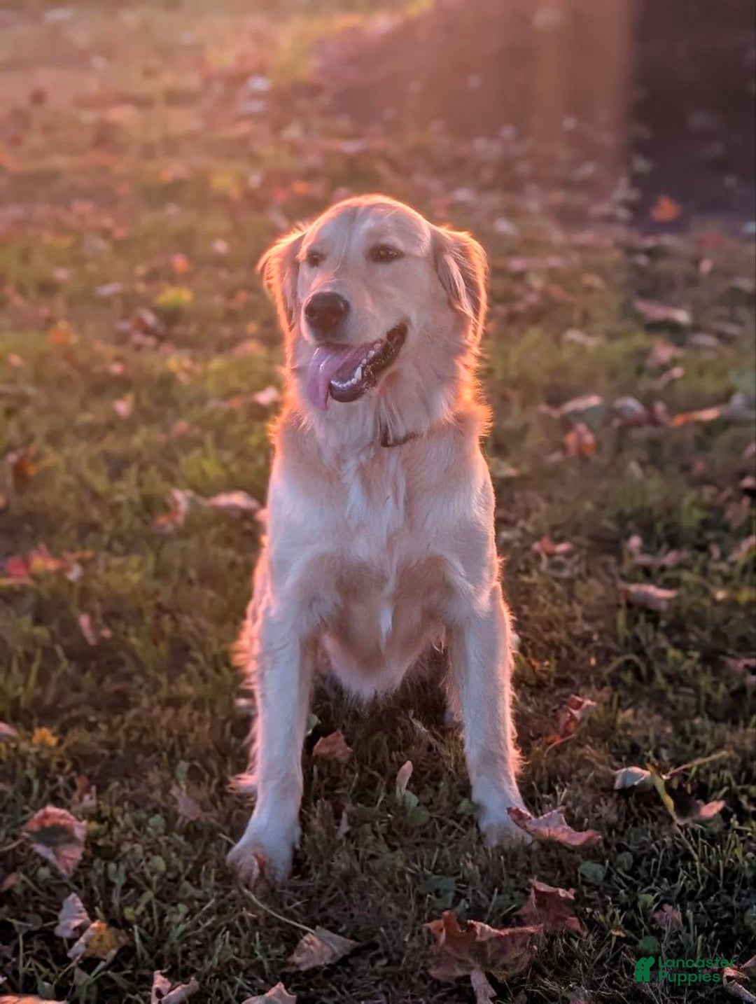 Golden Retriever dogs for sale: Duke  - Ad 3
