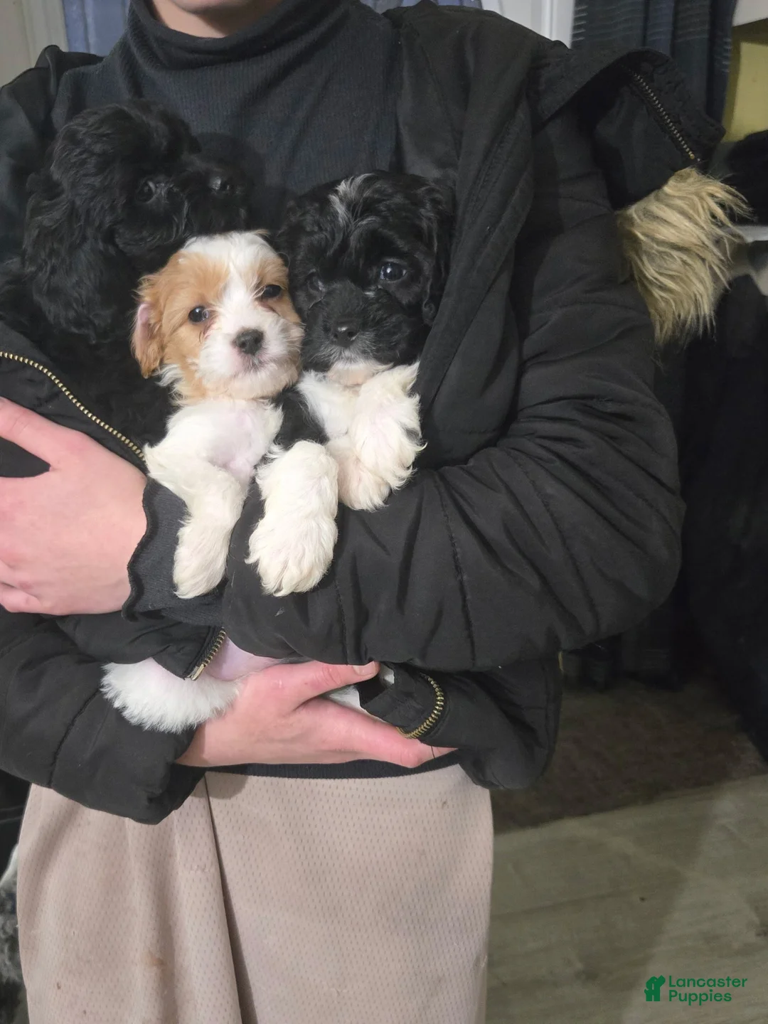 Cavapoo dogs for sale: Cavapoo Puppy 1 - Ad 12