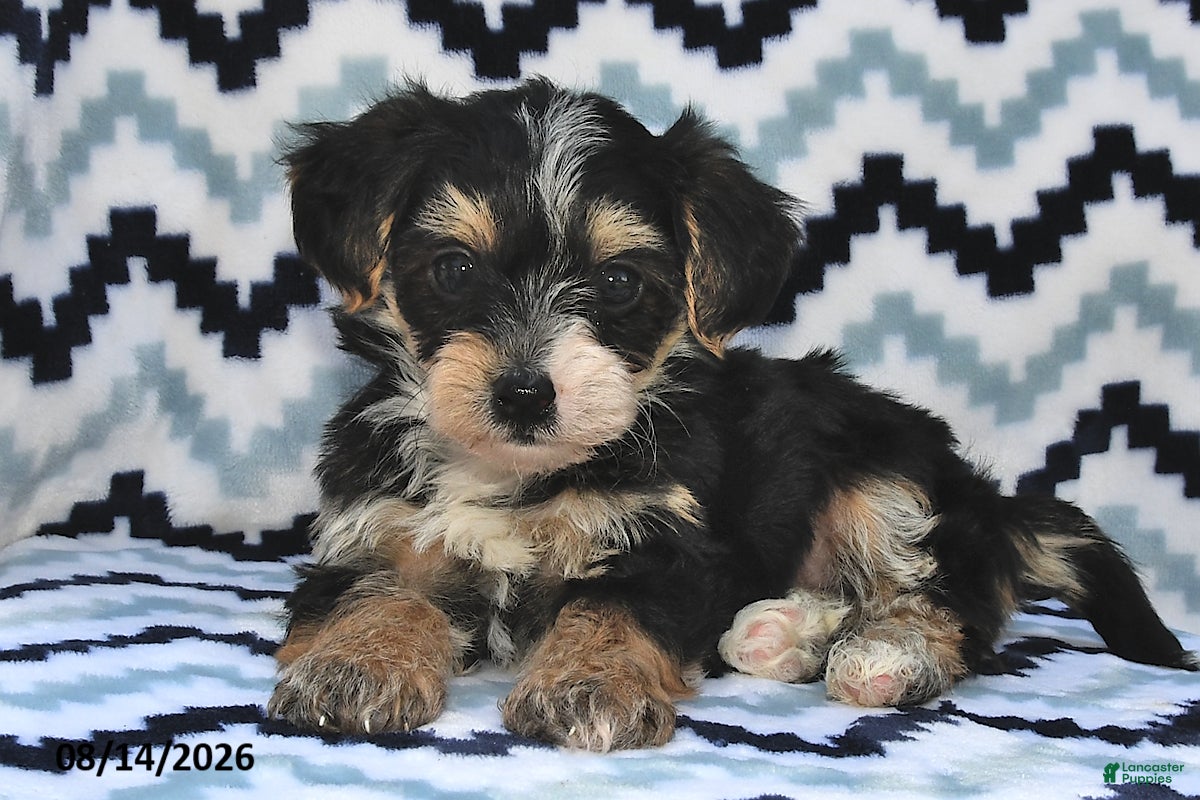 Yorkiepoo dogs Sailor - Ad 1