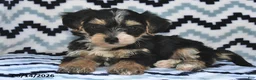 Yorkiepoo dogs for sale: Sailor - Ad 1