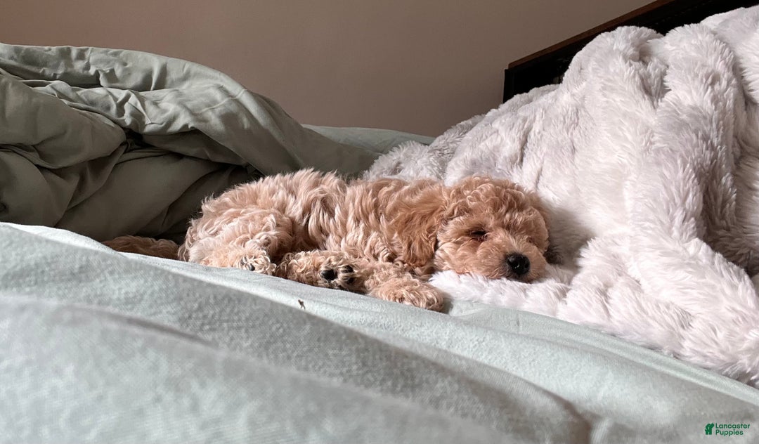 Bichpoo dogs for sale: Harlow - Ad 6