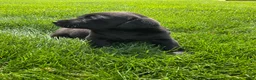 Labrador Retriever dogs for sale: Sadie - Ad 4