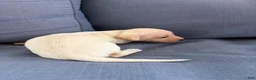 Chiweenie dogs for sale: Marshmellow - Ad 3