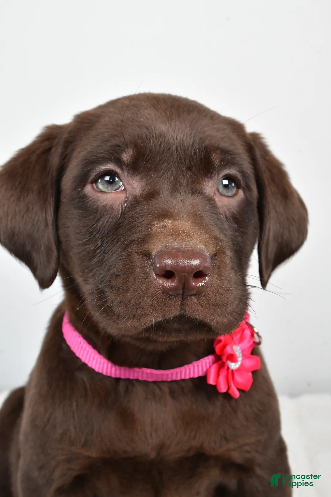 Labrador Retriever dogs for sale: Myra - Ad 6