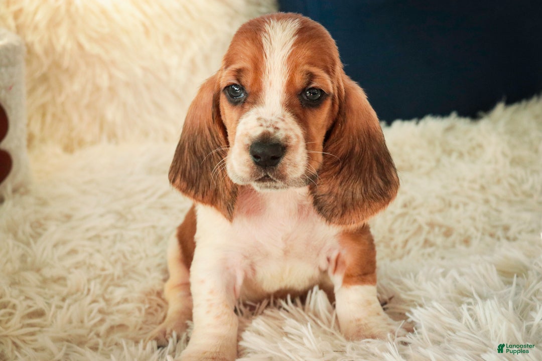 Basset Hound dogs for sale: Axiom - Ad 5