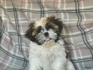 Shih Tzu dogs Molasses - Ad 3