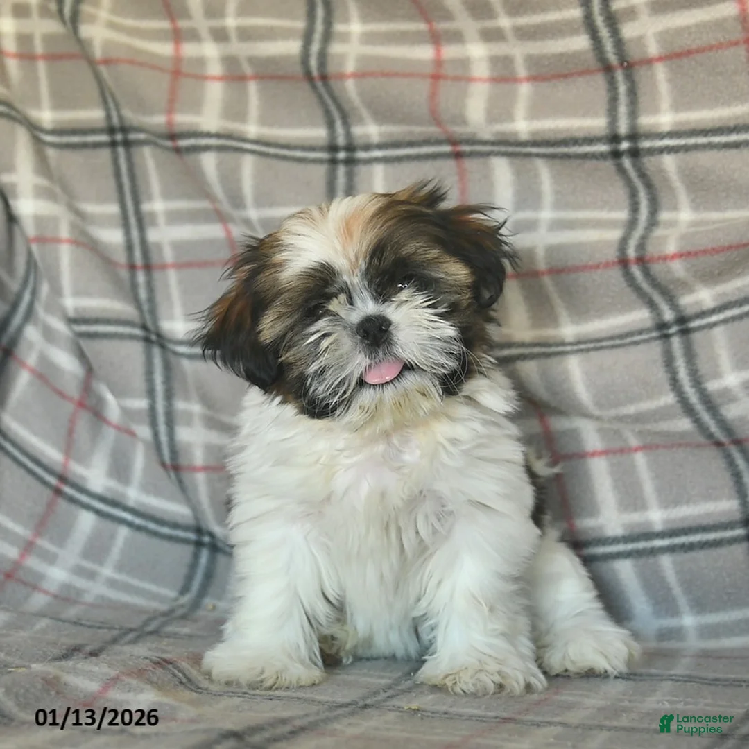 Shih Tzu dogs for sale: Molasses - Ad 1