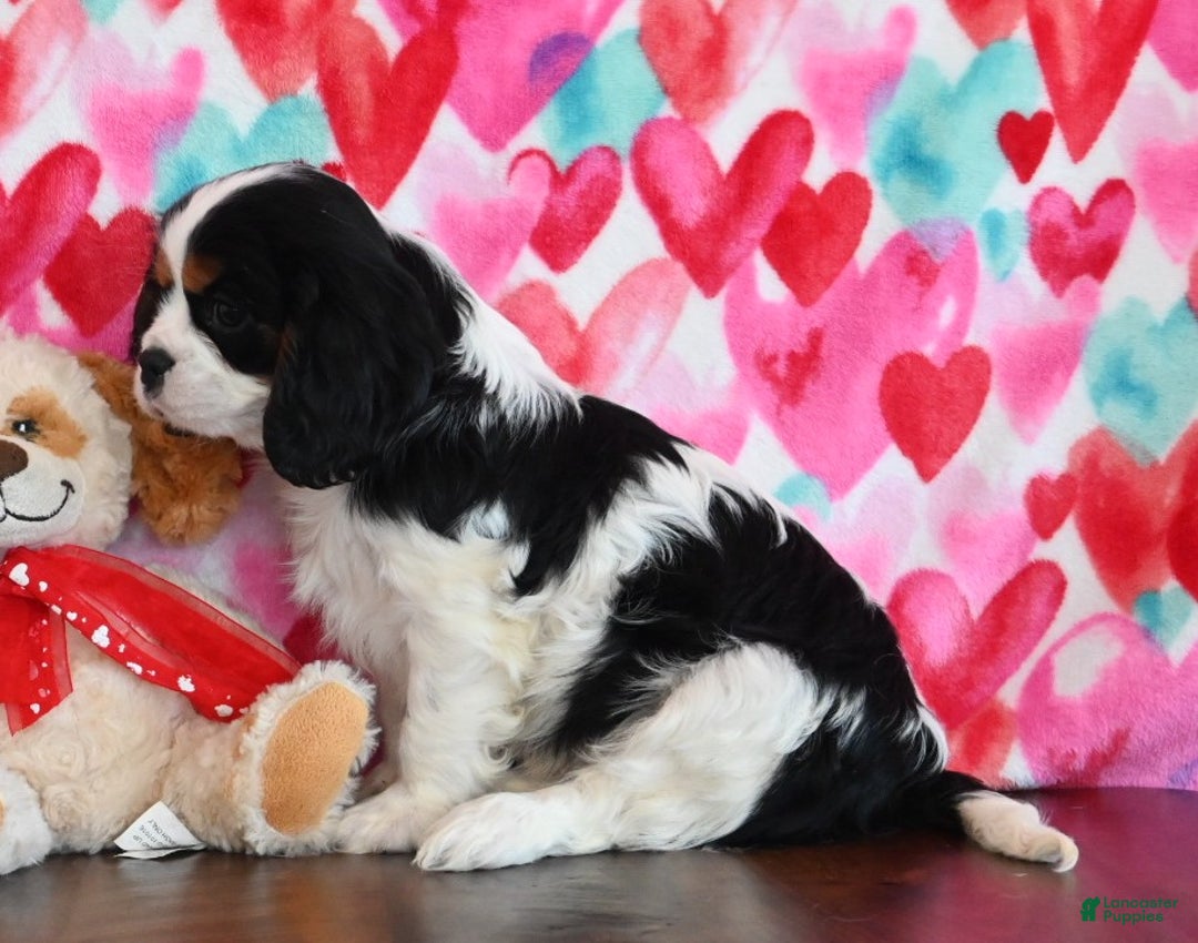 Cavalier King Charles Spaniel dogs for sale: Ricky - Ad 2