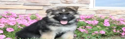 German Shepherd dogs for sale: Hunter - Ad 9