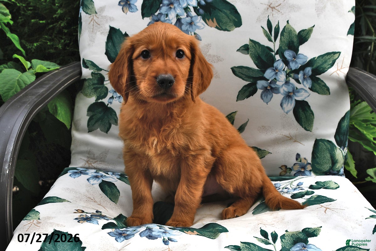 Golden Retriever dogs Caramel - Ad 1