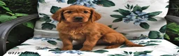 Golden Retriever dogs for sale: Caramel - Ad 1