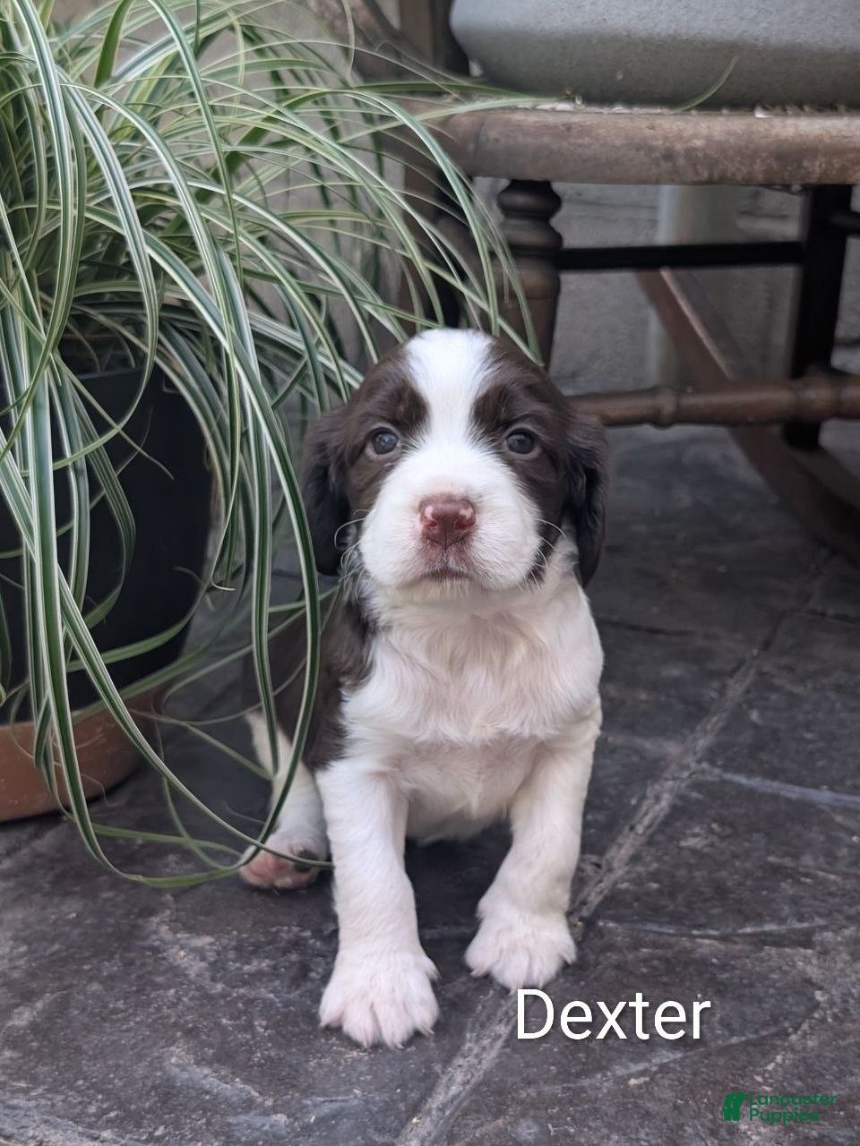English Springer Spaniel dogs English Springer Spaniel, Dexter - Ad 1