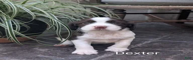 English Springer Spaniel, Dexter